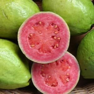 TPA - Guava